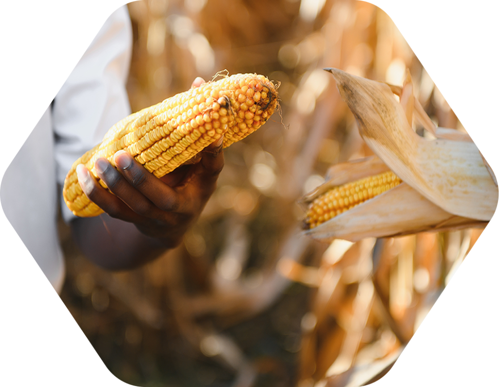 African farmer working with Biosorra Biochar